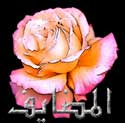 الصورة الرمزية الهيف